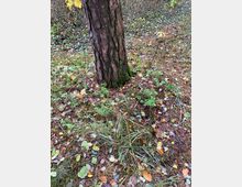 Baumstamm eines Nadelbaums auf einem Waldboden, bedeckt von Falllaub, Gräsern und Moos; im Hintergrund dichter Bewuchs mit kleinen Pflanzen und Sträuchern.