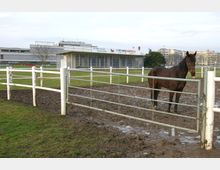 Ein eingezäunter Pferdeauslauf mit schlammigem Boden, auf dem ein braunes Pferd steht. Im Hintergrund ist ein modernes Gebäude mit der Aufschrift „Trabrennbahn Mariendorf“ sowie Wohngebäude zu sehen.
