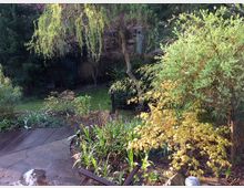 Ein Garten mit üppiger Vegetation, darunter ein Baum mit hängenden Ästen, mehrere Sträucher, gelbgrüne Pflanzen und dichte grüne Büsche. Im Vordergrund befindet sich ein gepflasterter Weg oder eine Terrasse, teilweise nass vom Wasser.
