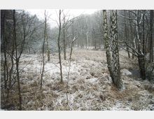 Winterliche Waldlandschaft mit schneebedecktem Boden und kahlen, dünnen Baumstämmen. Im Vordergrund steht eine markante Birke, während im Hintergrund weitere Bäume und Wiesen erkennbar sind.