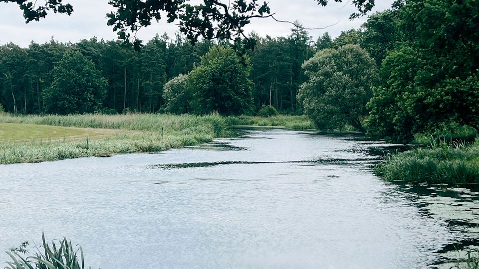 Blick auf einen ruhigen Fluss oder Seeabschnitt mit grasbewachsenen Ufern und Schilf im Vordergrund. Im Hintergrund stehen dichtes Waldgebiet und einzelne Bäume, darüber ragen Äste und Blätter in den Himmel.