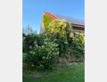 Ein Haus mit Ziegeldach und Solarpaneelen, dessen Fassade teilweise von dichtem Grün und blühenden Pflanzen überwuchert ist, umgeben von einem gepflegten Garten mit Rasen und Sträuchern. Der Himmel ist klar und blau im Hintergrund.