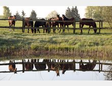 Eine Gruppe von Pferden steht auf einer grünen Weide hinter einem Holzzaun, mit Bäumen im Hintergrund. Im Vordergrund spiegelt sich die Szene in einem ruhigen Teich.