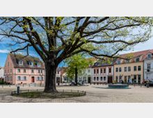 Historischer Platz mit Kopfsteinpflaster, einem großen Baum in der Mitte und umgeben von kleinen, farbigen Gebäuden mit Satteldächern. Im Hintergrund sind ein Brunnen und Sitzbänke zu sehen, während Menschen die Szene beleben.