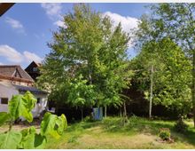 Ein grüner Garten mit Rasenfläche, großen Bäumen und einigen Topfpflanzen, umgeben von Gebäuden mit Ziegeldächern und einer weiß verputzten Wand. Im Hintergrund sind Wäschestücke auf einer Leine und dichte Vegetation zu sehen, bei sonnigem Wetter unter blauem Himmel.