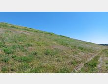 Eine leicht ansteigende Wiese mit Gras und vereinzeltem Unkraut, aufgenommen unter klarem, blauem Himmel. Im Hintergrund ist eine flache Landschaft sichtbar.