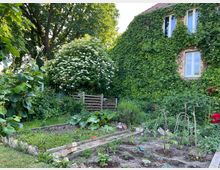 Gemüsegarten vor einem mit Efeu bewachsenen Haus. Im Vordergrund befinden sich bepflanzte Beete mit verschiedenen Gemüsesorten, umgeben von grünen Pflanzen, einem Holzzaun und einem blühenden Strauch; im Hintergrund sind große Bäume zu sehen.