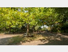 Ein kleiner Parkbereich mit gepflastertem Boden, umgeben von dichten, grünen Bäumen. In der Mitte steht ein Baum mit einer hölzernen Sitzbank darum, während im Hintergrund eine niedrige Begrenzungsmauer und weitere Vegetation zu sehen sind.