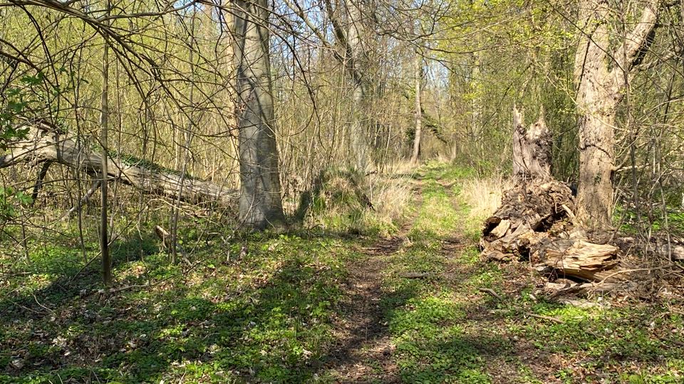 Schmaler Erdpfad durch einen lichten Laubwald mit jungen grünen Blättern und dichter Bodenvegetation. Rechts liegen Holzstücke an einem dicken Baumstamm, links ist ein umgestürzter Baum zwischen den Sträuchern zu sehen.