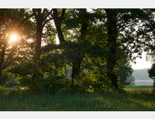 Waldlandschaft bei Sonnenuntergang mit dichtem Laub, durch das die Sonnenstrahlen scheinen. Im Hintergrund sind ein See und bewaldete Hügel sichtbar.