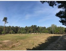 Offene Wiese am Rande eines dichten Kiefern- und Laubwaldes, mit einer Herde Schafe in der Mitte des Bildes. Klare, blaue Himmel und ein breiter, von Bäumen gesäumter Feldweg auf der rechten Seite.