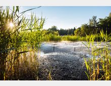Ein natürlicher Teich mit hohem Schilf im Vordergrund, besprüht von dünnen Wasserfontänen. Im Hintergrund sind Bäume und blauer Himmel bei Sonnenlicht zu sehen.