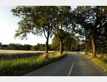 Eine ländliche Straße, die sich durch eine von Bäumen gesäumte Landschaft mit angrenzenden Feldern windet. Im Hintergrund sind Wiese, dichter Wald und einige Gebäude zu sehen, während die Abendsonne die Szene beleuchtet.