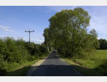 Schmale asphaltierte Landstraße, gesäumt von hohen Bäumen und dichtem Grün, führt geradlinig in die Ferne. Ein Strommast mit Kabeln steht links neben der Straße, unter einem klaren blauen Himmel.