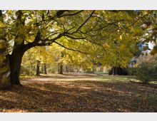 Weitläufiger Park mit großen Bäumen, deren gelbes Herbstlaub die Umgebung beschattet. Auf dem Boden liegt eine Schicht aus abgefallenen Blättern, und im Hintergrund sind vereinzelte Spaziergänger auf einem Weg zu sehen.