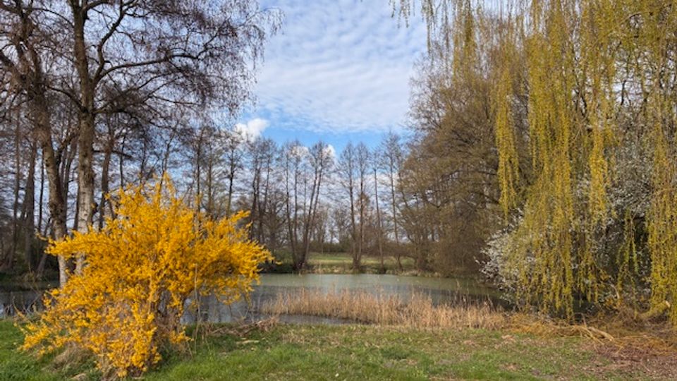 Ufer eines kleinen Sees mit Wiese im Vordergrund, umgeben von hohen, teils kahlen Bäumen und Schilf am Wasser. Rechts hängen lange Zweige einer Weide herab, links steht ein leuchtend gelb blühender Strauch vor dem Himmel mit leichter Bewölkung.