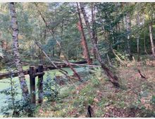 Ein bewaldeter Bereich mit dünnen Bäumen, einer moosbedeckten Wasserfläche und einer alten, hölzernen Brückenkonstruktion, die teilweise verfallen ist. Die Umgebung ist mit Laub bedeckt, und einige der Bäume sind mit roten Kletterpflanzen bewachsen.