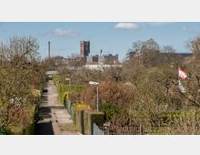 Eine Kleingartenanlage mit einer schmalen asphaltierten Wegführung in der Mitte, umgeben von Hecken und Zäunen, im Vordergrund blühende Sträucher. Im Hintergrund sind industrielle Gebäude, ein Backsteinturm mit Uhr und ein hoher Schornstein sichtbar.