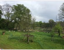 Eine grüne Wiese mit einzelnen jungen Bäumen, umgeben von hohen, teils dichten Bäumen am Rand eines Teichs. Im Vordergrund stehen kleine Zäune und Blumentöpfe; im Hintergrund sind ein stehender Teich und ein bewölkter Himmel sichtbar.