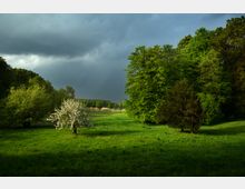 Grüne Wiese mit vereinzelten Bäumen, darunter ein blühender Baum mit weißen Blüten; im Hintergrund dichte Baumgruppen und ein bewölkter, dunkler Himmel, der eine ruhige, ländliche Landschaft unterstreicht.