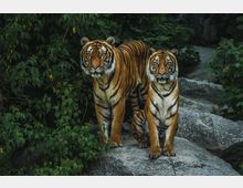 Zwei Tiger stehen auf großen grauen Felsen, umgeben von dichter, grüner Vegetation. Im Hintergrund sind Büsche und Bäume zu sehen.
