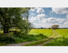 Weite grüne Wiesenlandschaft mit einem Feldweg, der sich durch die Wiese schlängelt, ein großer Baum links im Vordergrund und ein einzelner Baum in der Ferne; der Himmel ist teils bewölkt.
