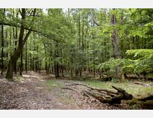 Ein dichter Wald mit hohen, schlanken Bäumen und grünem Laub, durch den ein schmaler, mit Laub bedeckter Pfad führt. Im Vordergrund liegen gefallene Äste und Baumstämme auf dem Waldboden.