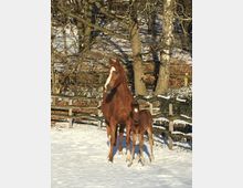 Eine braune Stute mit weißer Blesse steht mit ihrem Fohlen auf einer verschneiten Weide, umgeben von Bäumen und einem Holzzaun. Die Winterlandschaft ist von Sonnenlicht erhellt.