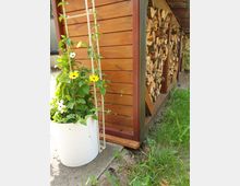 Holzunterstand mit gestapeltem Brennholz aus geschnittenen Holzscheiten, daneben ein weißer Blumentopf mit einem Kletterspalier, an dem gelbe und weiße Blüten einer Pflanze emporwachsen. Der Untergrund besteht aus Beton und angrenzender Wiese.
