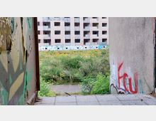 Blick aus einem verfallenen, mit Graffiti bedeckten Gebäude auf ein überwuchertes Gelände mit einer verlassenen Betonwohnstruktur im Hintergrund, deren Wände ebenfalls mit Graffiti verziert sind.