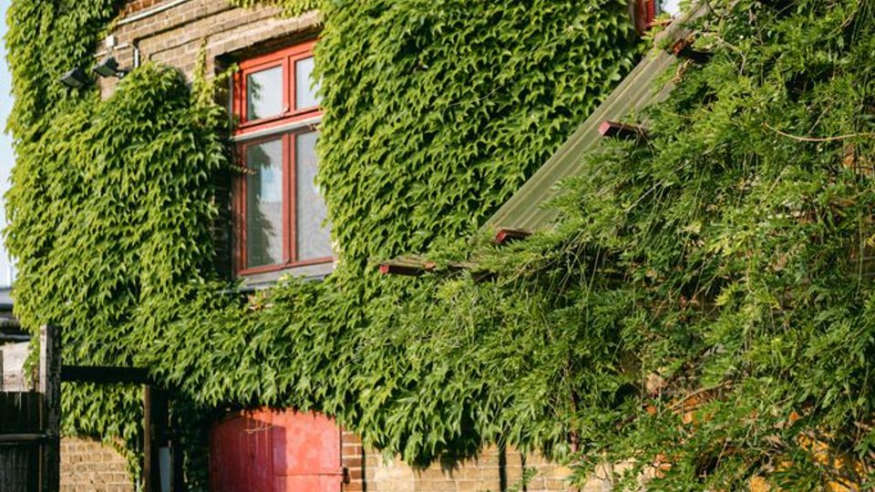 Ziegelfassade eines zweigeschossigen Gebäudes mit roten Fensterrahmen und einem roten Holztor, großflächig von Efeu überwuchert. Rechts führt eine gemauerte Treppe mit rotem Geländer an der Wand entlang; davor liegt ein asphaltierter Hof.