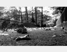 Schwarz-weiß-Ansicht eines Gehwegs, bedeckt mit herabgefallenen Blättern, flankiert von einem Metallgeländer und Bäumen; im Hintergrund ist ein Gebäude zwischen Bäumen zu erkennen.