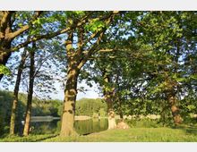 Waldlandschaft mit großen Bäumen im Vordergrund und einem ruhigen See im Hintergrund. Die Szenerie ist von grünem Laub geprägt, und sanftes Sonnenlicht beleuchtet das Gras und die Bäume.