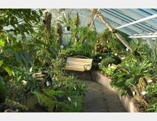 Ein Gewächshaus mit einer Vielzahl tropischer Pflanzen, die dicht angeordnet sind. In der Mitte befindet sich ein gepflasterter Weg mit einer Holzbank, umgeben von üppigem Grün, und die gläserne Dachkonstruktion lässt viel Tageslicht herein.