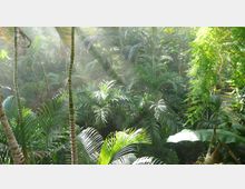 Dichter tropischer Regenwald mit hohen Palmen, großen grünen Blättern und Sonnenstrahlen, die durch das Blätterdach scheinen. Im Hintergrund sind dicht bewachsene Pflanzen und Bäume zu sehen.