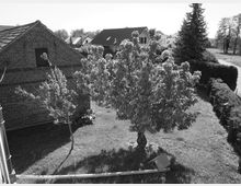 Schwarz-Weiß-Aufnahme eines Gartens mit Rasenfläche, einem großen Laubbaum und einem kleineren Baum. Links ist die Ziegelwand eines Gebäudes sichtbar, im Hintergrund stehen Häuser mit Satteldächern sowie mehrere Hecken und Bäume.