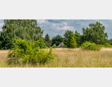 Eine weitläufige Wiesenlandschaft mit hohem Gras und vereinzelten Büschen im Vordergrund, umgeben von dichten Bäumen. Im Hintergrund ist ein kleines Haus mit rotem Dach und Dachfenster zwischen den Bäumen sichtbar, unter einem bewölkten Himmel.