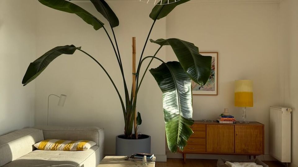 Bright living room with white walls and wooden floors, featuring a large potted tropical plant with broad leaves, a light gray sectional sofa, and a low rectangular coffee table on a pale rug. A wire-frame pendant light hangs from the ceiling above, and a wooden sideboard with a table lamp and framed artwork sits against the back wall.