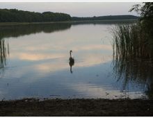 Ein ruhiger See mit spiegelnder Wasseroberfläche, umgeben von Wald am Horizont. Im Vordergrund schwimmt ein Schwan, und dichtes Schilf wächst am Ufer rechts im Bild.
