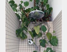 Dusche mit hellen, quadratischen Kacheln an den Wänden, dekoriert mit üppigen, herabhängenden Pflanzen. Überkopfbrause und Handbrause aus Edelstahl, umgeben von großem, grünem Blattwerk.