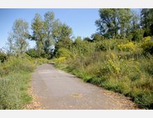 Ein asphaltierter, leicht zugewachsener Weg führt durch eine naturbelassene Umgebung mit hohen Bäumen und gelbblühenden Pflanzen an den Seiten. Im Hintergrund ist dichter Bewuchs unter einem klaren, blauen Himmel zu sehen.