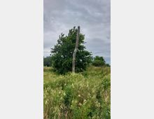 Eine grüne Wiese mit hohen Gräsern und Wildblumen, im Hintergrund ein grüner Baum, vor dem ein abgestorbener, schräg ragender Baumstamm steht. Der Himmel ist bewölkt.