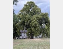 Großer, dicht belaubter Baum auf einer Rasenfläche, mit einem hellgrauen Gebäude im Hintergrund, das ein Satteldach und mehrere rechteckige Fenster besitzt. Der Himmel ist leicht bewölkt, und weitere Bäume stehen am Rand des Bildes.