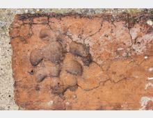 Nahaufnahme einer alten, rissigen roten Ziegeloberfläche mit dunklen Verfärbungen und unregelmäßigen Vertiefungen. Der Ziegel ist teilweise von Beton oder Mörtel umgeben.