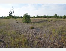 Eine trockene Landschaft mit spärlichem Grasbewuchs und vereinzelten kleinen Bäumen, darunter eine junge Kiefer. Der Untergrund besteht teils aus Kopfsteinpflaster, im Hintergrund ist eine Baumreihe und ein abgestorbener Baum sichtbar.