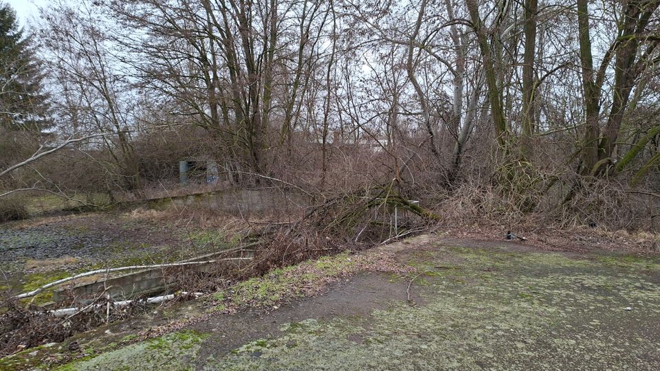Verlassener, überwucherter Außenbereich mit moosbedeckter Asphaltfläche und einem flachen, steinumrandeten Becken oder Graben im Vordergrund. Dahinter stehen dicht gedrängte, laublose Bäume und Sträucher; links ist ein kleines, graues Gebäude teilweise im Gestrüpp zu sehen.