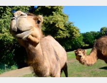 Nahaufnahme von zwei Kamelen auf einer Wiese mit Bäumen im Hintergrund. Der Vordergrund zeigt den Kopf eines Kamels aus nächster Nähe, während ein zweites Kamel im Hintergrund seitlich sichtbar ist.