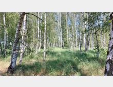 Lichter Birkenwald mit vereinzelten hohen Gräsern auf dem Waldboden, umgeben von dichtem Laubwerk und hellem Tageslicht. Die schlanken, weißen Baumstämme der Birken stehen dicht beieinander.
