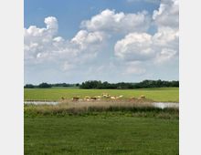 Weite Wiesenlandschaft mit einer Gruppe von Kühen, die am Ufer eines kleinen Teichs grasen. Im Hintergrund sind Bäume und ein bewölkter Himmel zu sehen.