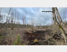 Landschaft in einem Moorgebiet mit kahlen, abgestorbenen Bäumen, niedriger Vegetation und dunklem, feuchtem Boden. Im Hintergrund ist ein bewaldeter Bereich unter bedecktem Himmel zu sehen.